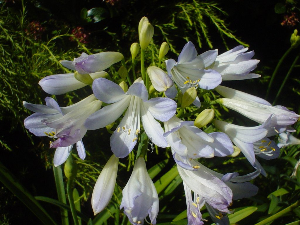 Agapanthus Silver Baby - Ladybird Nursery