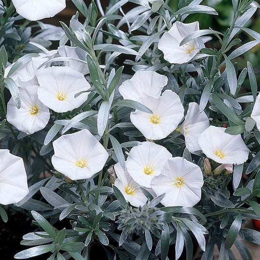 Silverbush (Convolvulus cneorum) - Ladybird Nursery