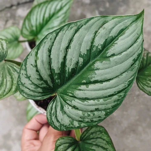 Philodendron 'Silver Cloud' - Ladybird Nursery