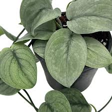 Scindapsus 'Silver Hero' - Ladybird Nursery