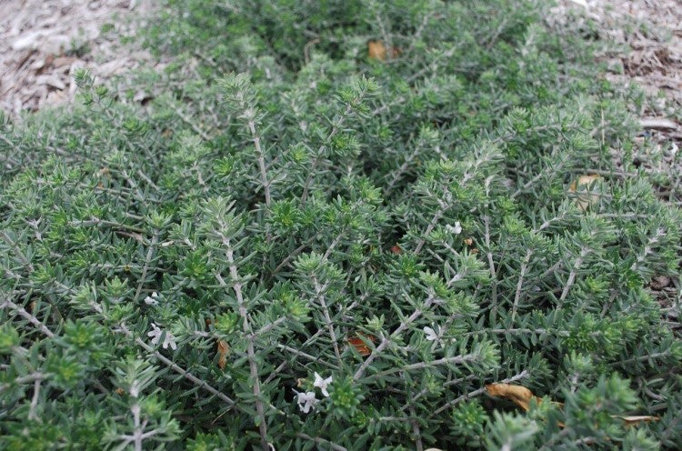 Coastal Rosemary Silver Lining (Westringia brevifolia)