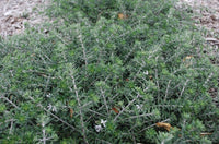 Coastal Rosemary Silver Lining (Westringia brevifolia)