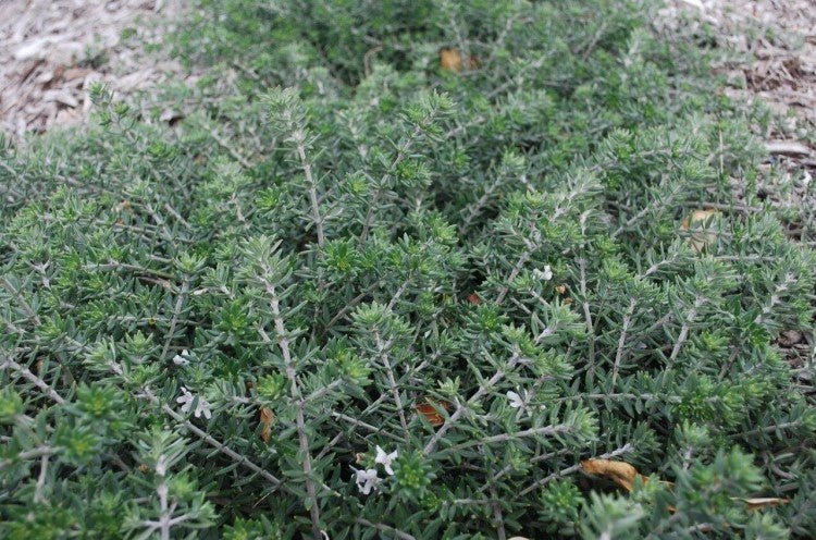 Coastal Rosemary Silver Lining (Westringia brevifolia) - Ladybird Nursery