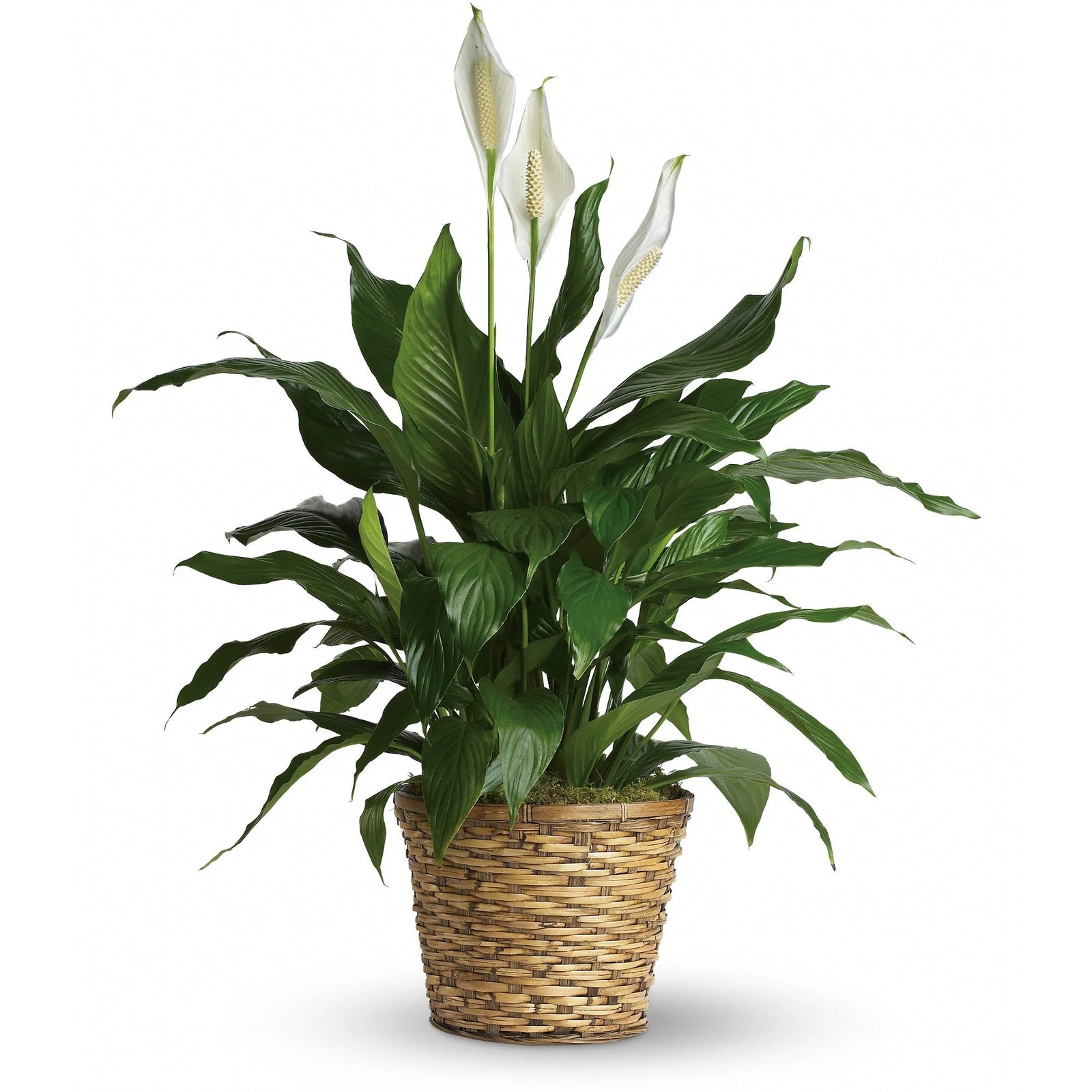 Peace Lily Merry (Spathiphyllum) - Ladybird Nursery