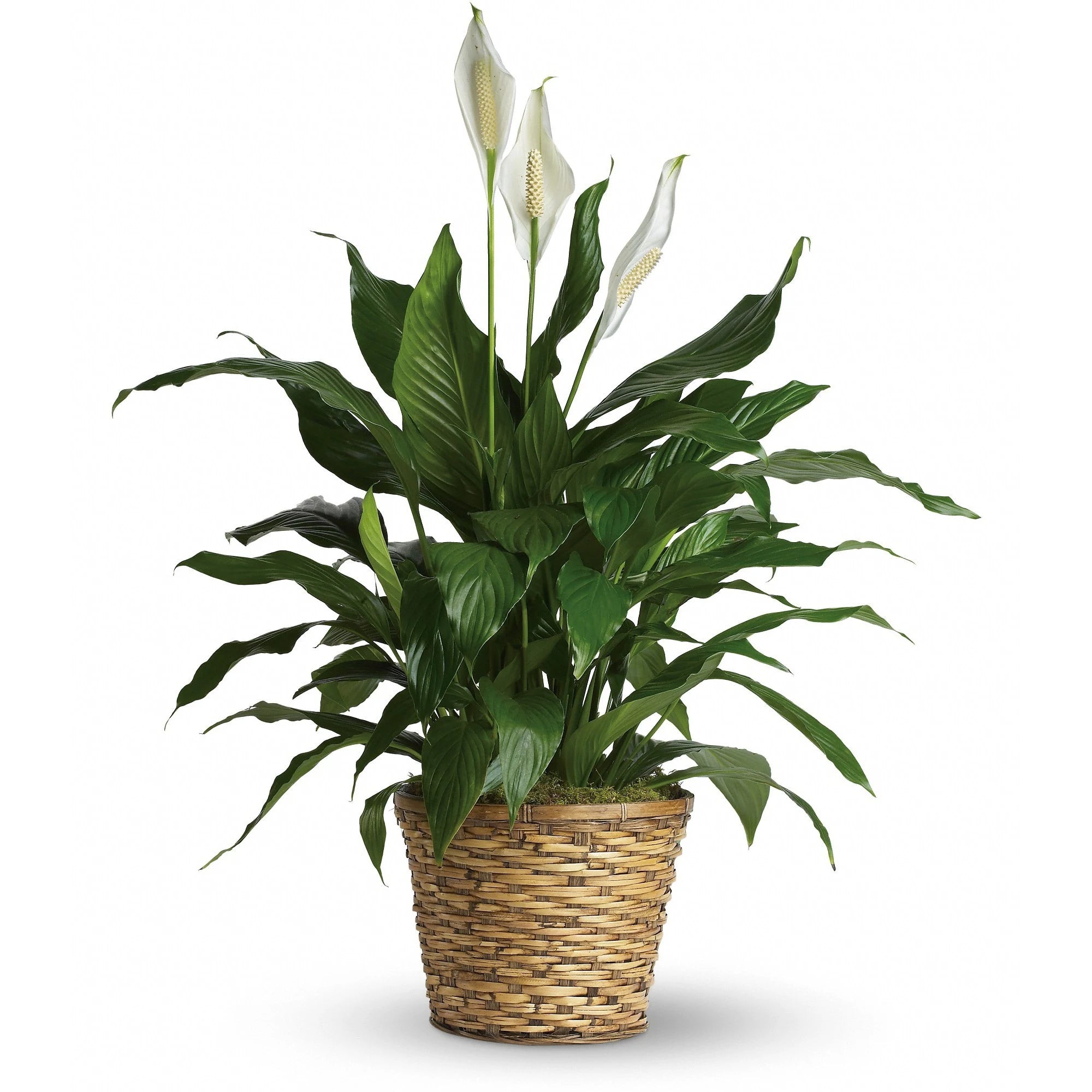 Peace Lily Merry (Spathiphyllum) - Ladybird Nursery