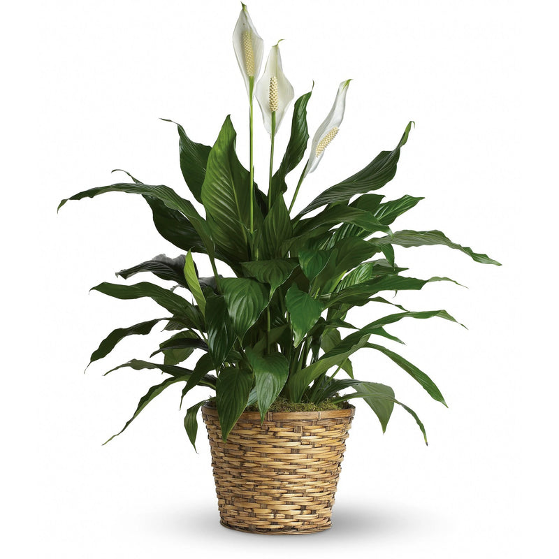 Peace Lily Merry (Spathiphyllum)