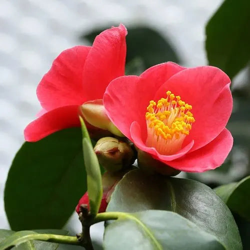 Camellia Unryu Tsubaki (Camellia japonica)