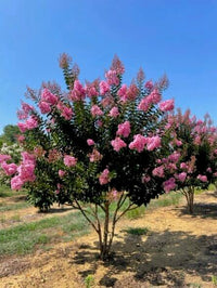 Crepe Myrtle Sioux (Lagerstroemia) - Ladybird Nursery