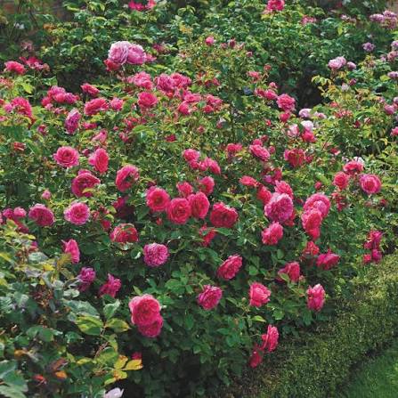 Rose 'Sir John Betjeman' (David Austin) - Large