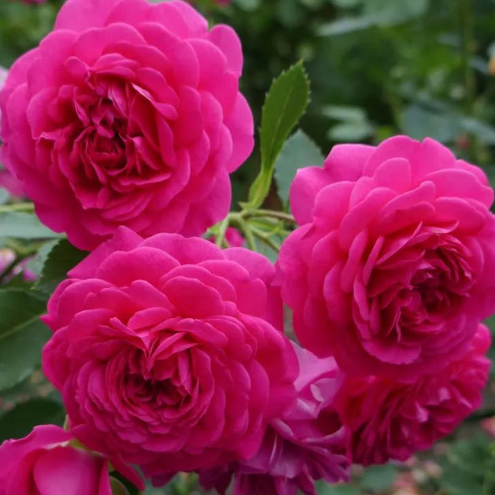 Rose 'Sir John Betjeman' (David Austin) - Large