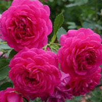 Rose 'Sir John Betjeman' (David Austin) - Large