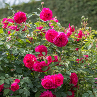 Rose 'Sir John Betjeman' (David Austin) - Large