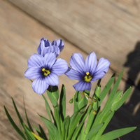 Blue-eyed Devon Grass Skies (Sisyrinchium)