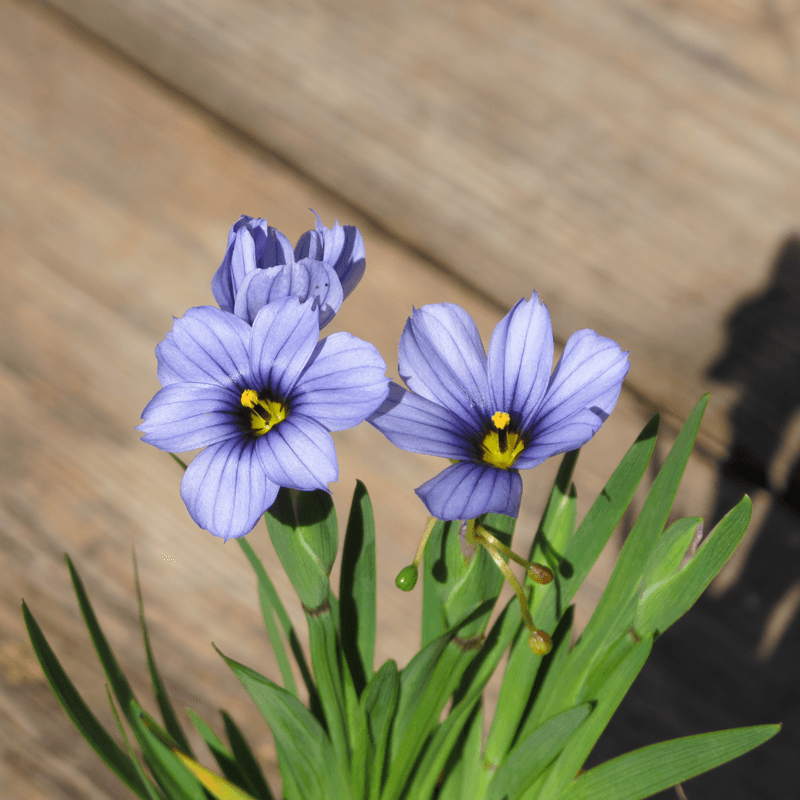 Blue - eyed Devon Grass Skies (Sisyrinchium) - Ladybird Nursery