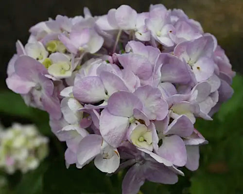 Bigleaf Hydrangea Setsuka - yea (Hydrangea macrophylla)
