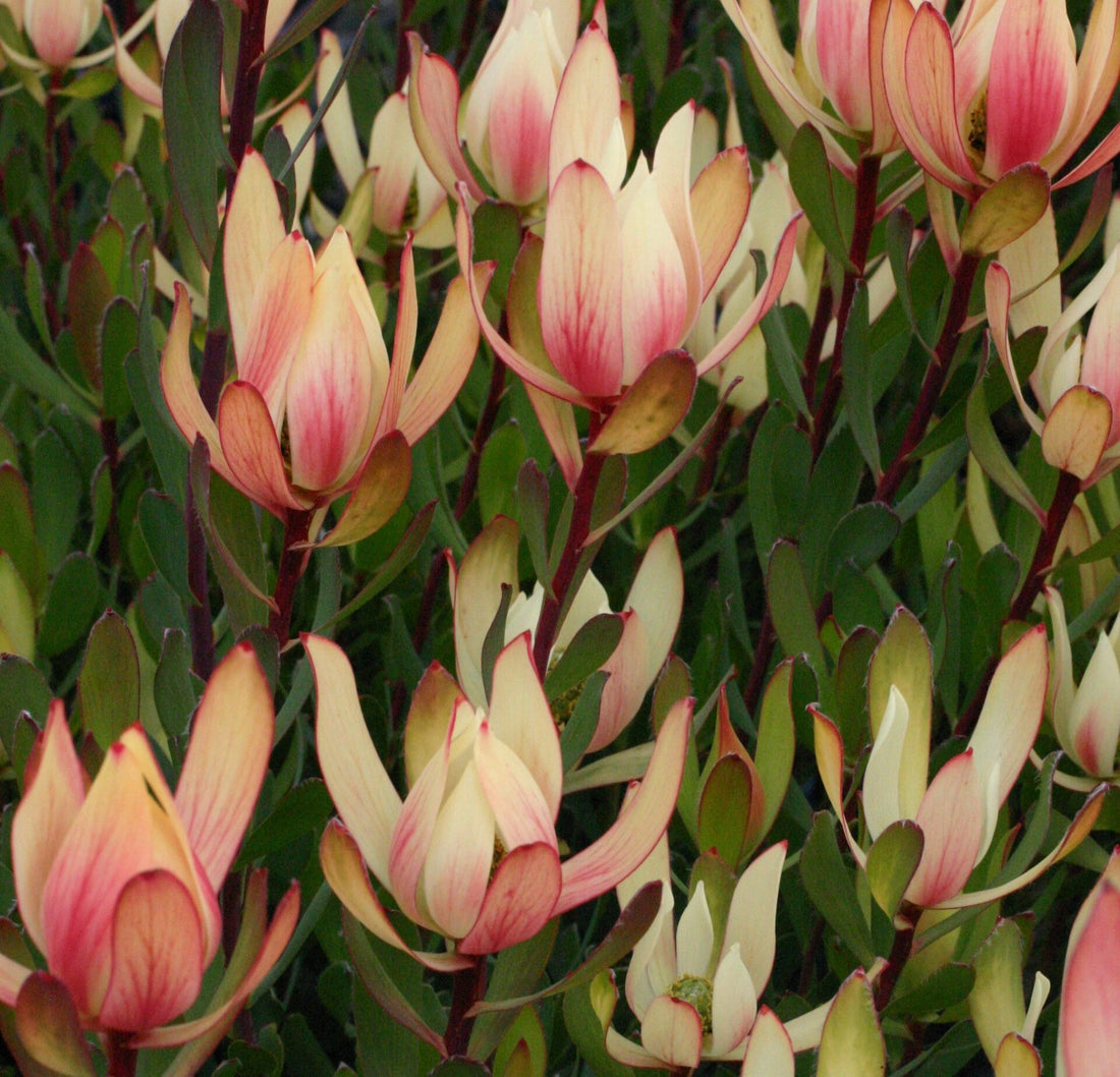 Leucadendron 'Sixteen Candles' - Ladybird Nursery