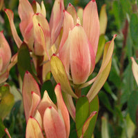 Leucadendron 'Sixteen Candles' - Ladybird Nursery