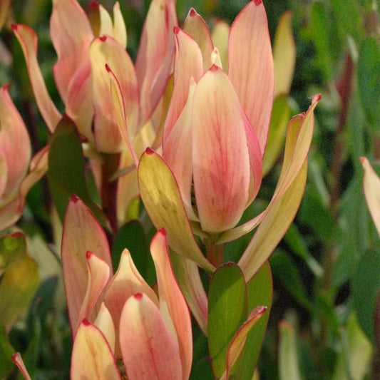 Leucadendron 'Sixteen Candles' - Ladybird Nursery