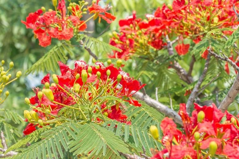 Delonix regia - Ladybird Nursery