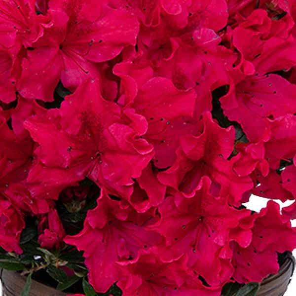 Azalea Assorted Standards - Ladybird Nursery