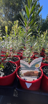 Callistemon SLIM (Callistemon viminalis) - Ladybird Nursery