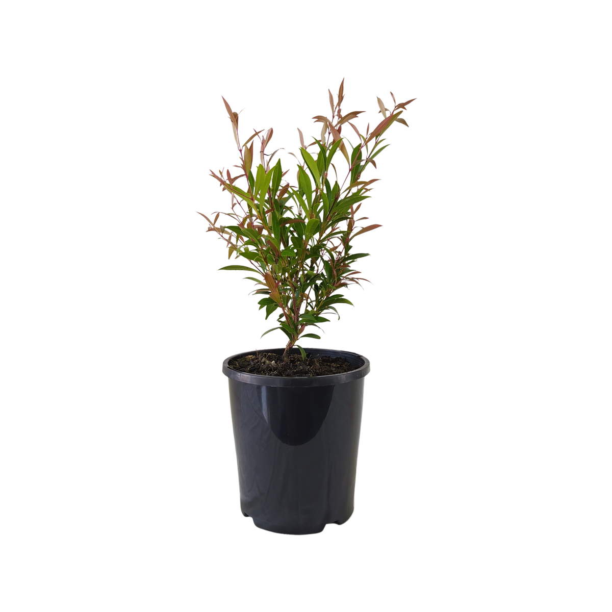 Lilly Pilly Slim Jim (Acmena smithii)