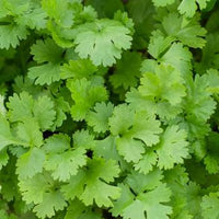 Coriander 'Slow Bolt' (Pickup Only) - Ladybird Nursery