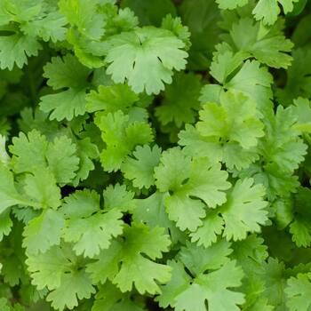 Coriander 'Slow Bolt' (Pickup Only) - Ladybird Nursery