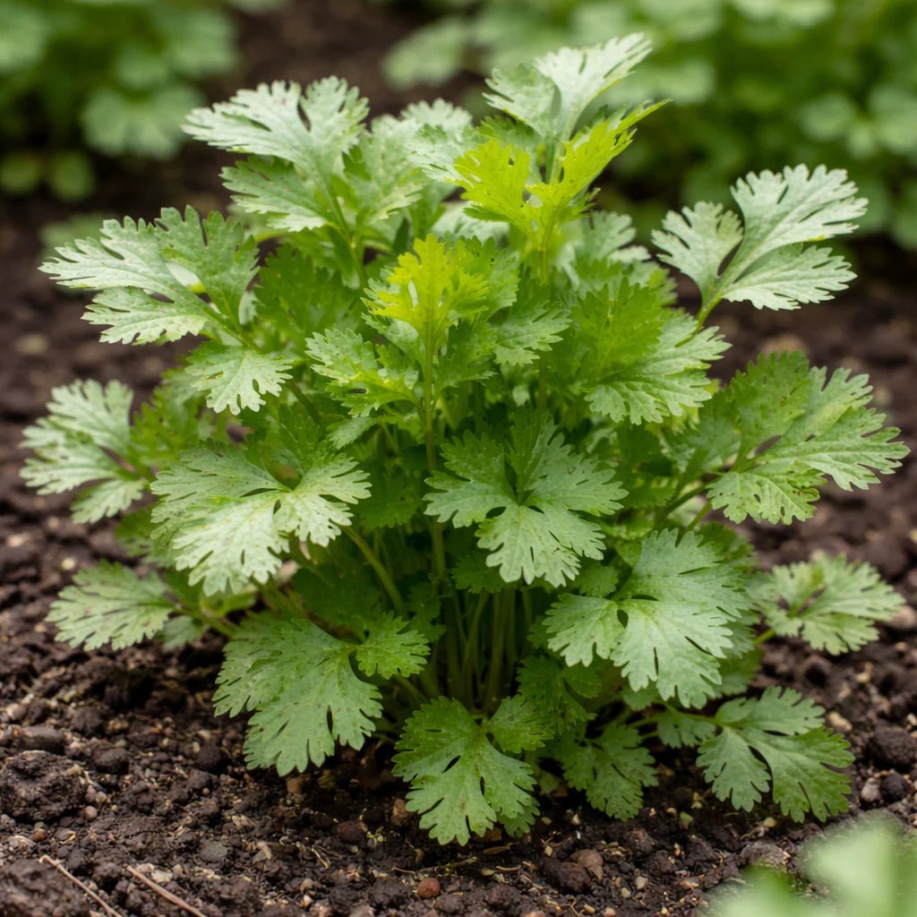 Coriander 'Slow Bolt' (Pickup Only) - Ladybird Nursery