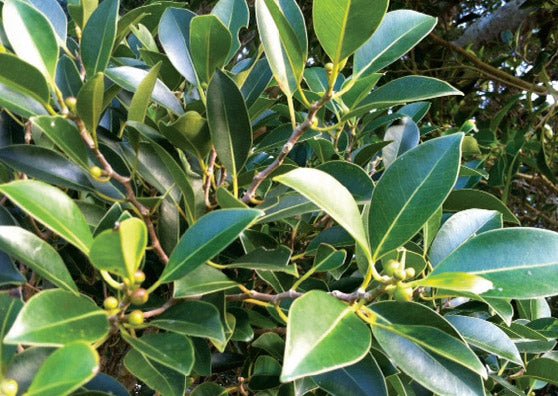 White Lightning Fig (Ficus obliqua) - Ladybird Nursery