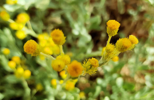 Yellow Buttons Mallee (Chrysocephalum apiculatum) - Ladybird Nursery
