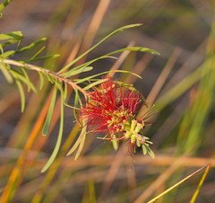 Wallum Bottlebrush (Melaleuca pachyphylla) - Ladybird Nursery
