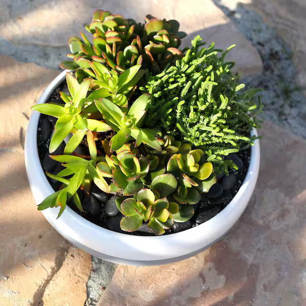 Assorted (Crassula spp.)