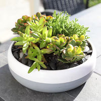 Assorted (Crassula spp.)