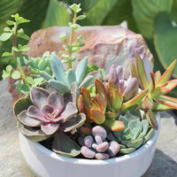 Assorted Succulents (Succulents spp.)