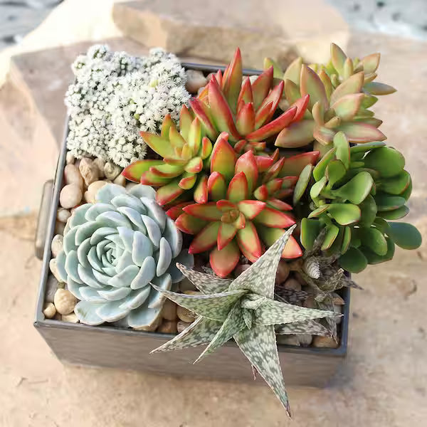 Assorted Succulents (Succulents spp.)