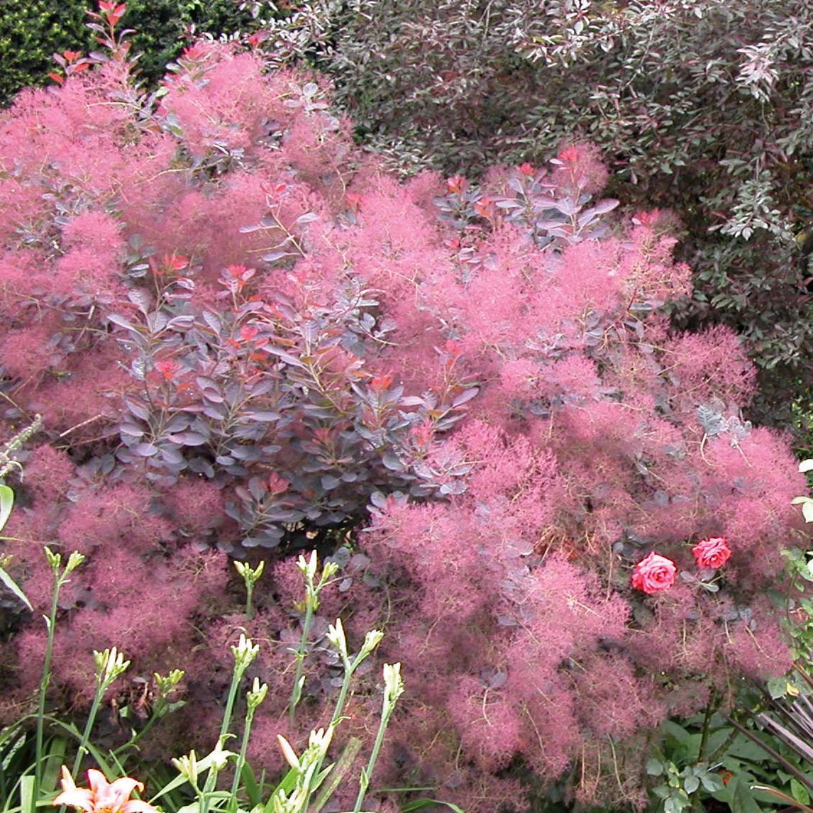 Smokebush x obovatus Kermit (Cotinus coggygria) - Ladybird Nursery