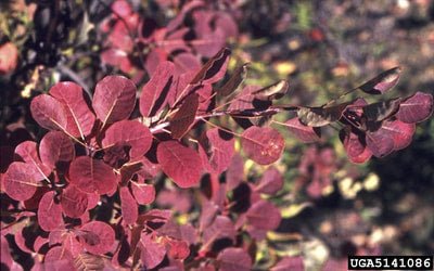 Smokebush x obovatus Kermit (Cotinus coggygria) - Ladybird Nursery