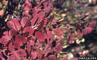 Smokebush x obovatus Kermit (Cotinus coggygria)
