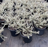 Coastal Rosemary 'Smokey' (Westringia fruticosa) - Large - Ladybird Nursery