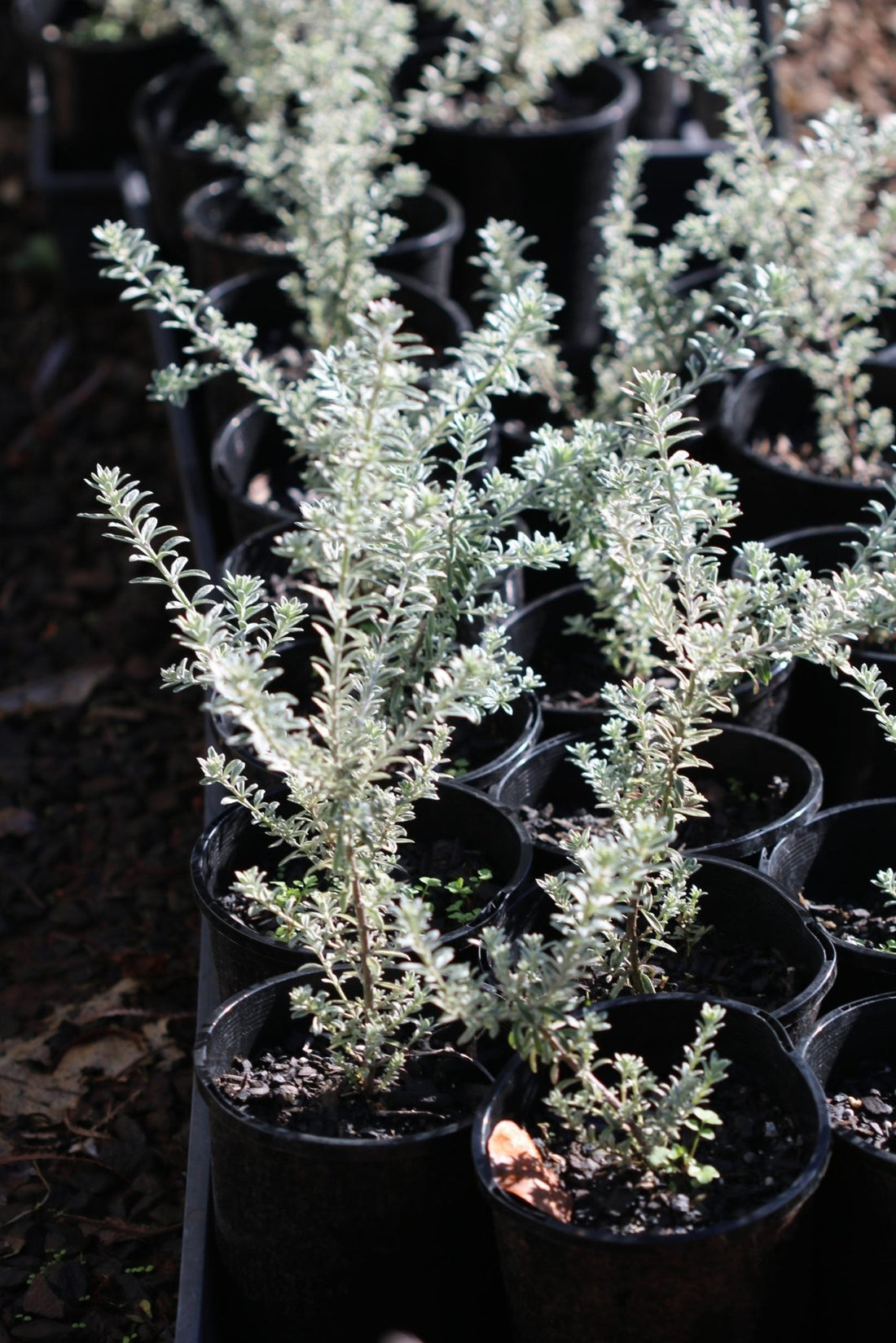 Coastal Rosemary Smokey (Westringia fruticosa) - Ladybird Nursery