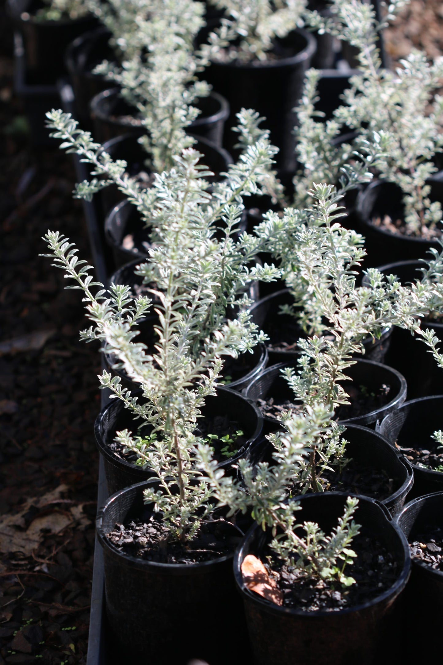 Coastal Rosemary Smokey (Westringia fruticosa)
