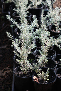 Coastal Rosemary Smokey (Westringia fruticosa)