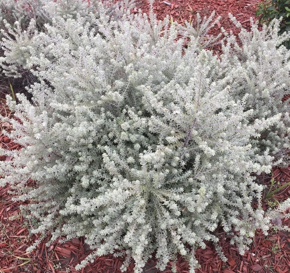 Coastal Rosemary Smokey (Westringia fruticosa)