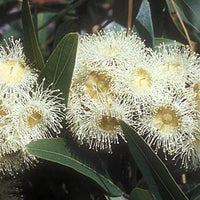 Smooth-Barked Apple (Angophora costata)