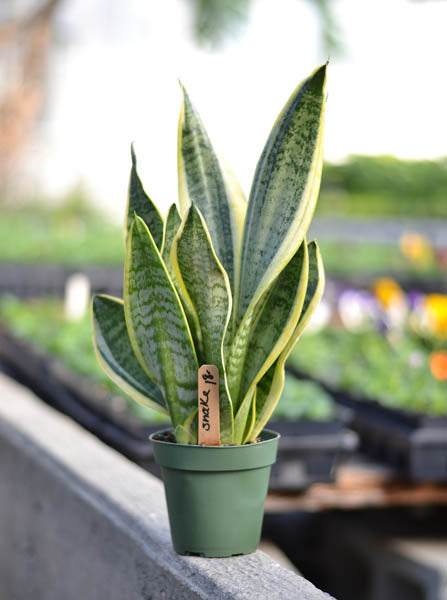Variegated Snake Plant (Sansevieria trifasciata)