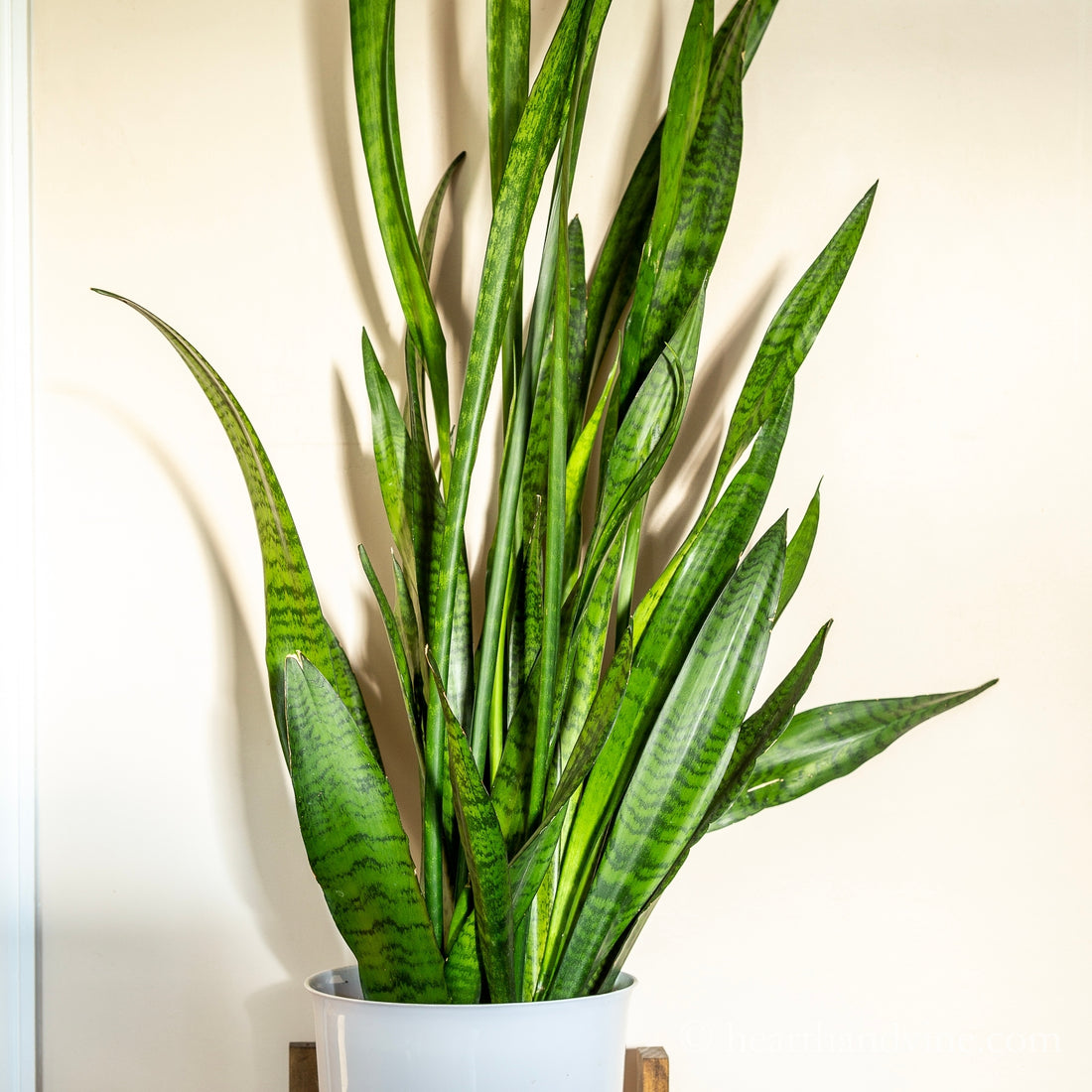 Snake Plant Green (Sansevieria trifasciata) - Ladybird Nursery