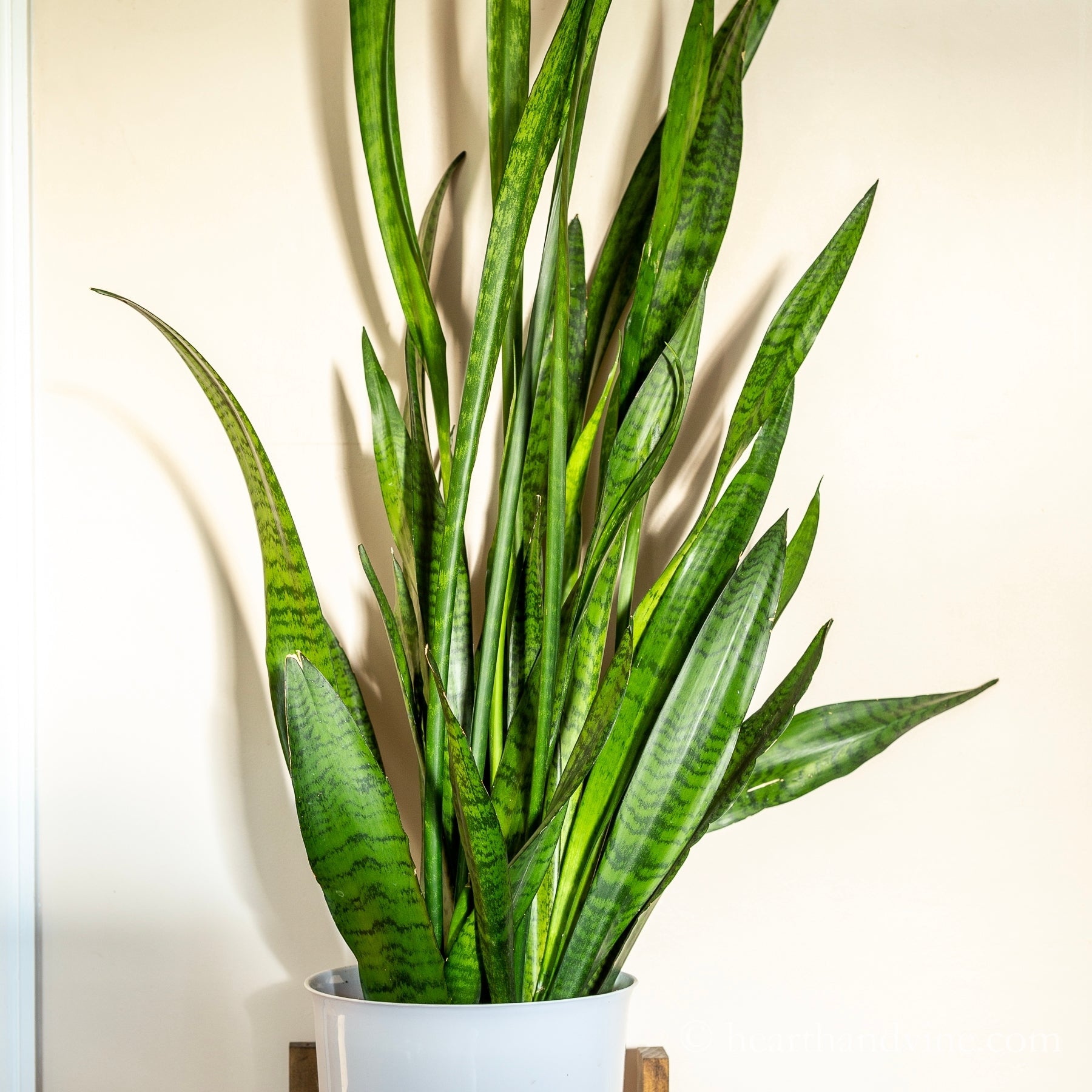 Snake Plant Green (Sansevieria trifasciata)