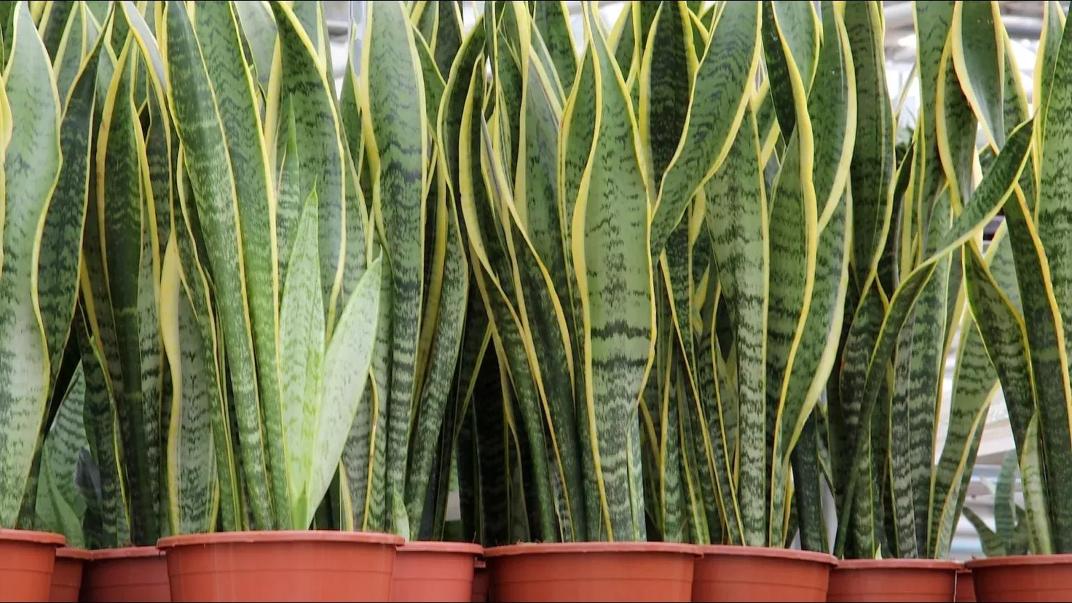 Snake Plant Green (Sansevieria trifasciata) - Ladybird Nursery