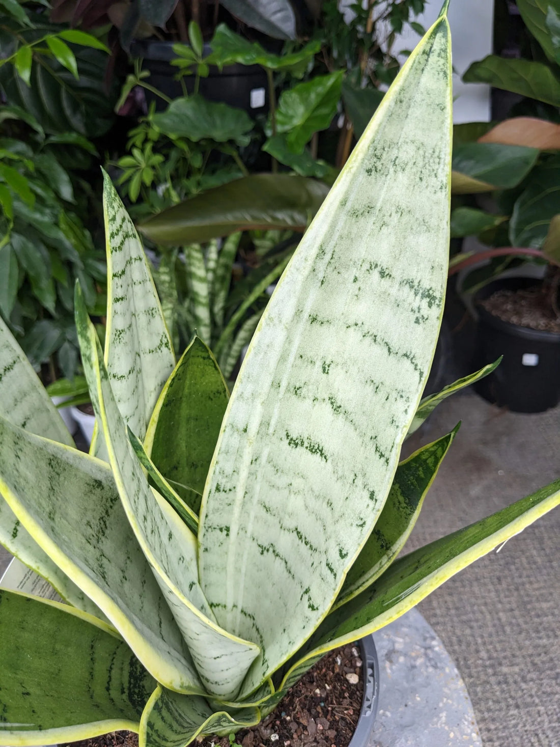 Snake Plant 'Snow' (Sansevieria Trifasciata)